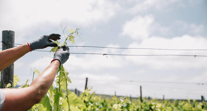 UNA COPA DE VINO MUY CERCA DEL CIELO - Img. Mobile