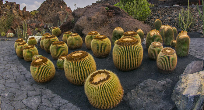 ES HORA DE PONER UN CACTUS EN TU MENÚ - Img. Mobile ES HORA DE PONER UN CACTUS EN TU MENÚ - Img. Mobile