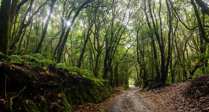 GARAJONAY, UN TESORO NATURAL DE OTRA ERA  - Img. Full