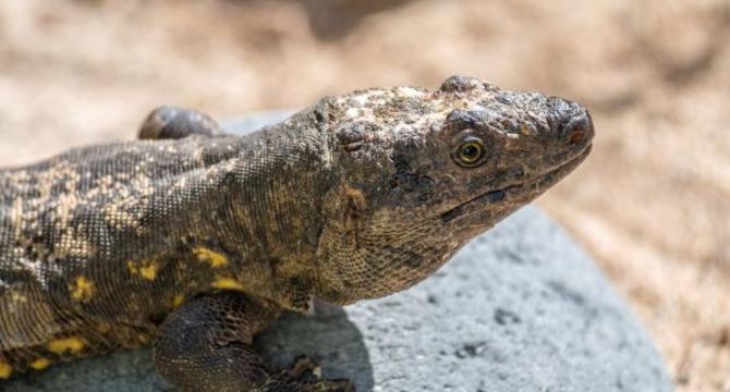 LA ESPERANZADORA HISTORIA DEL LAGARTO GIGANTE DE EL HIERRO - Img. Mobile LA ESPERANZADORA HISTORIA DEL LAGARTO GIGANTE DE EL HIERRO - Img. Mobile