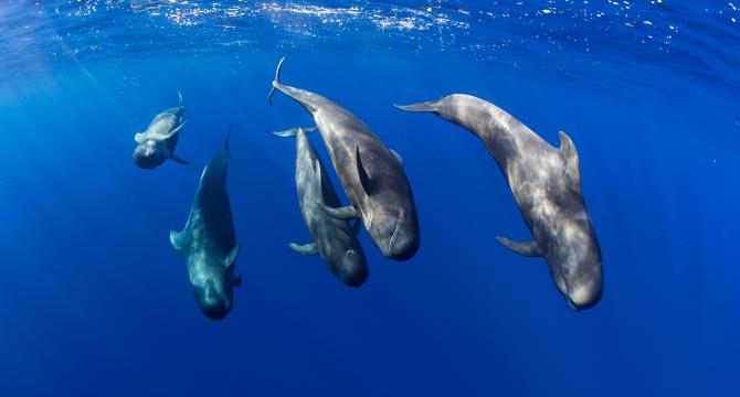 LA FRANJA MARINA TENO-RASCA, PATRIMONIO DE BALLENAS DE EUROPA - Img. Full