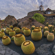 ES HORA DE PONER UN CACTUS EN TU MENÚ - Img. Square