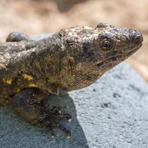 LA ESPERANZADORA HISTORIA DEL LAGARTO GIGANTE DE EL HIERRO - Img. Square