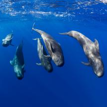 LA FRANJA MARINA TENO-RASCA, PATRIMONIO DE BALLENAS DE EUROPA - Img. Square