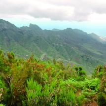 BAÑOS DE BOSQUE ÚNICOS EN CANARIAS - Img. Square