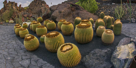 ES HORA DE PONER UN CACTUS EN TU MENÚ - Img. Half