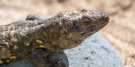 LA ESPERANZADORA HISTORIA DEL LAGARTO GIGANTE DE EL HIERRO - Img. Half
