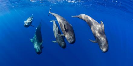 LA FRANJA MARINA TENO-RASCA, PATRIMONIO DE BALLENAS DE EUROPA - Img. Half