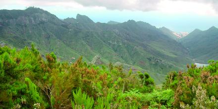 BAÑOS DE BOSQUE ÚNICOS EN CANARIAS - Img. Half