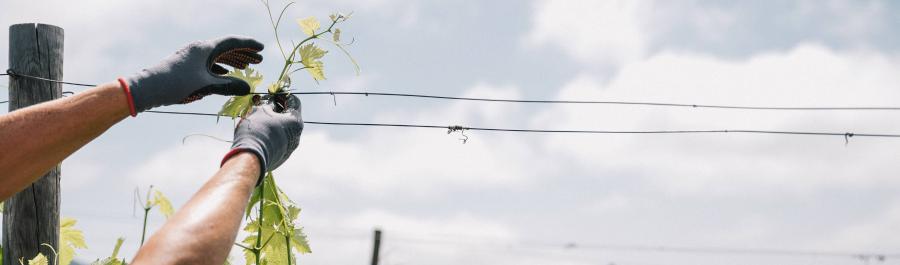 UNA COPA DE VINO MUY CERCA DEL CIELO - Img. Desktop