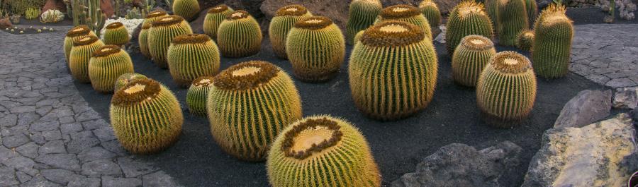 ES HORA DE PONER UN CACTUS EN TU MENÚ - Img. Desktop