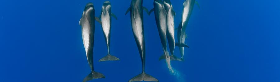 LAS ISLAS CANARIAS, SANTUARIO PARA LA CONSERVACIÓN DE LOS OCÉANOS - Img. Desktop LAS ISLAS CANARIAS, SANTUARIO PARA LA CONSERVACIÓN DE LOS OCÉANOS - Img. Desktop