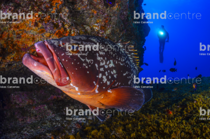 Fondo Submarino. El Bajón, Mero.