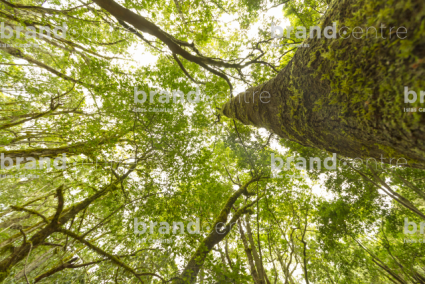 Parque Nacional de Garajonay, Bosque del Cedro