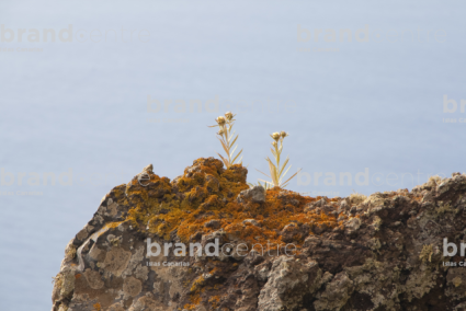 Lichen