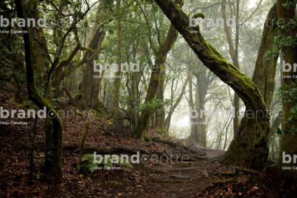 Parque Nacional de Garajonay, Bosque del Cedro