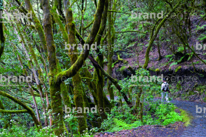 Bosque del Cedro. Parque Nacional de Garajonay