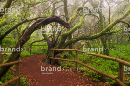 Bosque del Cedro. Parque Nacional de Garajonay