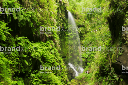Bosque de los Tilos