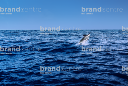 Blue Marlin