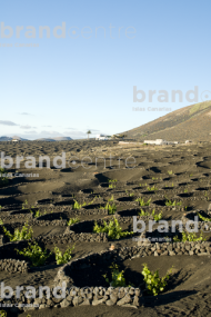 La Geria Trail, Lanzarote