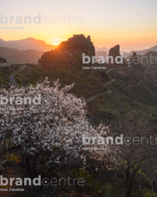Almond tree El Roque