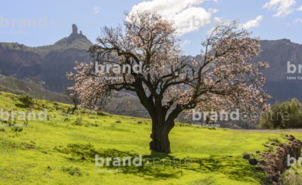 Almond tree Roque Nublo