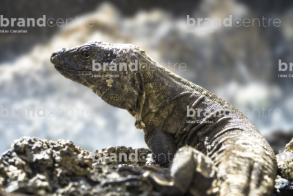 El Hierro Giant Lizard