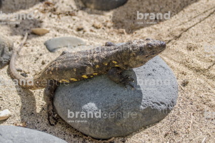 El Hierro Giant Lizard