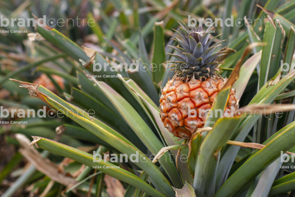 Piña Tropical