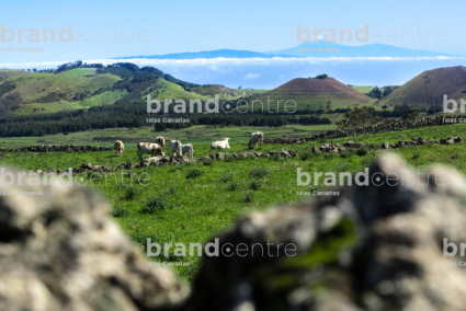 Camino del Cercado