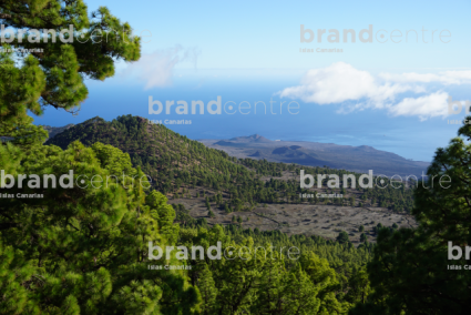 Bosque de pino canario. Ruta en coche 4x4 por pistas forestales 