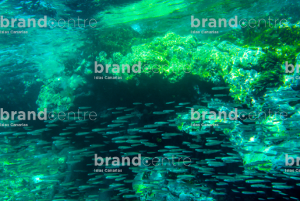 Seabed with fishes