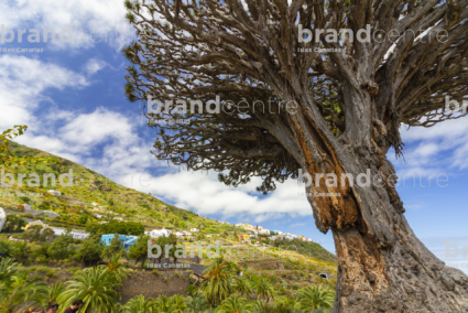 Millennium Dragon Tree