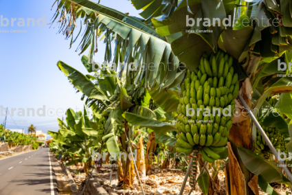 Bananas