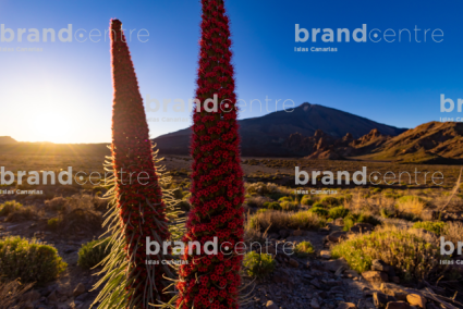 Las Cañadas del Teide
