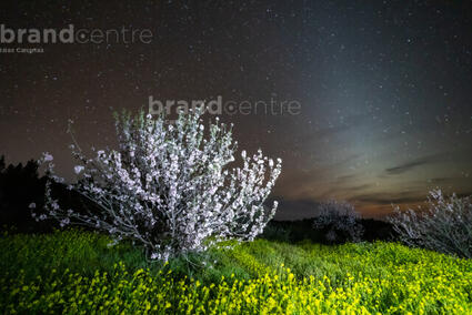 Almendros en flor nocturnas - La Palma, Garafía,
