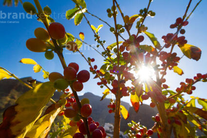 Café en el Valle de Agaete