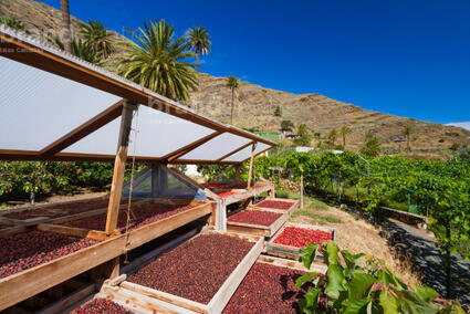 Café en el Valle de Agaete