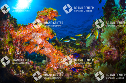 Reserva marina Punta Restinga, Mar de Las Calmas 