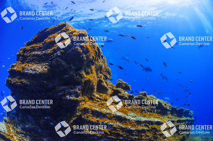 Fondo Submarino. El Bajón