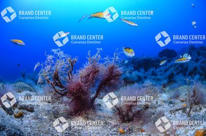 Fondo Submarino. Playa de la Cueva.