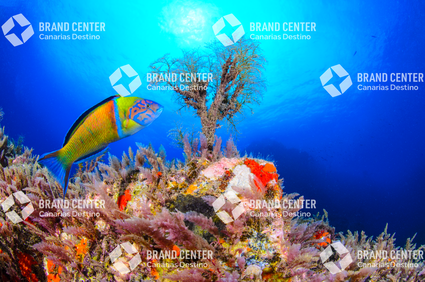 Fondo Submarino. Playa de la Cueva.