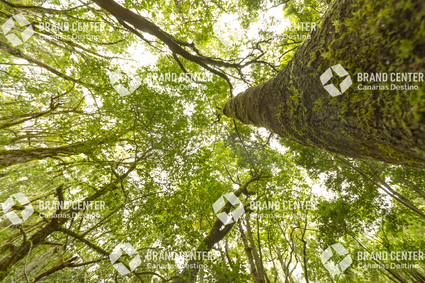 Parque Nacional de Garajonay, Bosque del Cedro