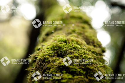Parque Nacional de Garajonay, Bosque del Cedro
