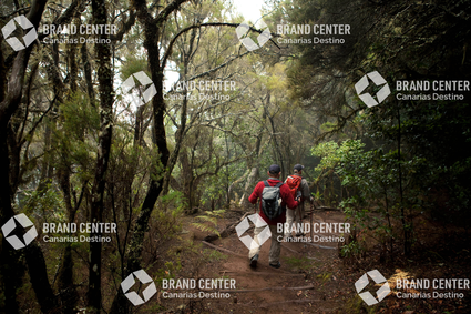 Parque Nacional de Garajonay, Bosque del Cedro