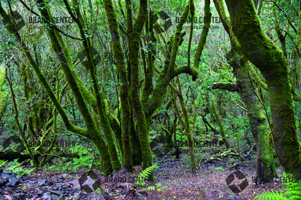 Bosque del Cedro. Parque Nacional de Garajonay