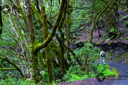 Bosque del Cedro. Parque Nacional de Garajonay