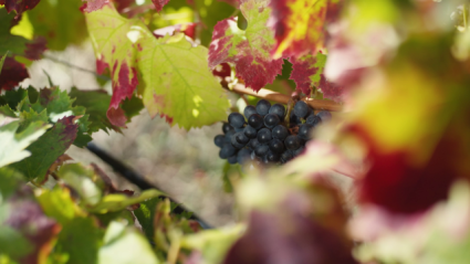Vinos - Producto Canario (60sec) -no