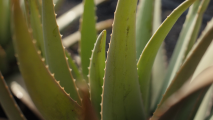 Aloe vera - Producto Canario (60sec) -no